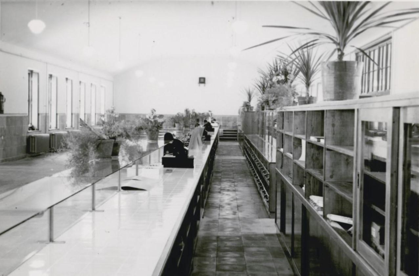 The photo provides a view behind the sales counter of the prisoners' canteen. On the shelves and in the drawers behind the counter you can see some goods, but most of them are empty. On the shelves are palm plants in tubs for decoration. Three cash registers are placed on the counter at regular intervals. The counter is also decorated with smaller potted plants.
