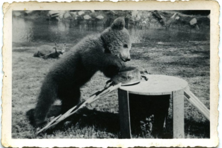 A young bear stands with his front paws in a bowl on a wooden rack. 