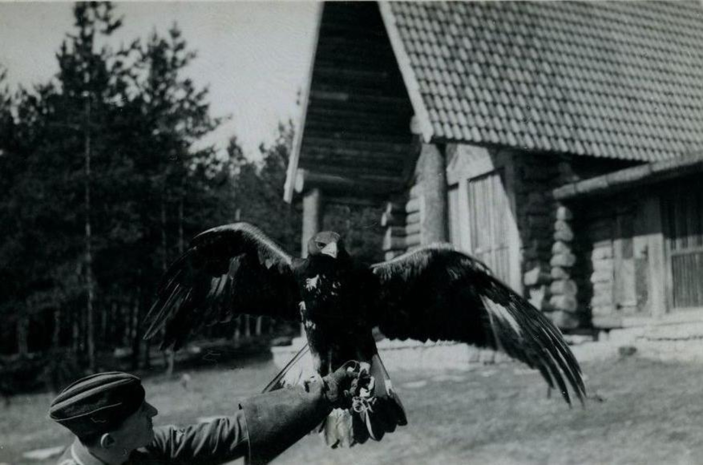 The falconer, SS-Scharführer Horst Mauersberger, during a demonstration of a golden eagle at Falkenhof Buchenwald. The bird is sitting on the falconer's glove and has spread its wings. In the background the chimney hall.
