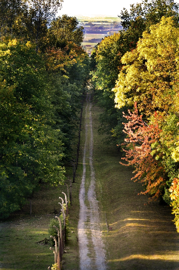 View from an elevated position of a long, straight section of the post road and remains of the camp fence. High and dense trees on both sides. 