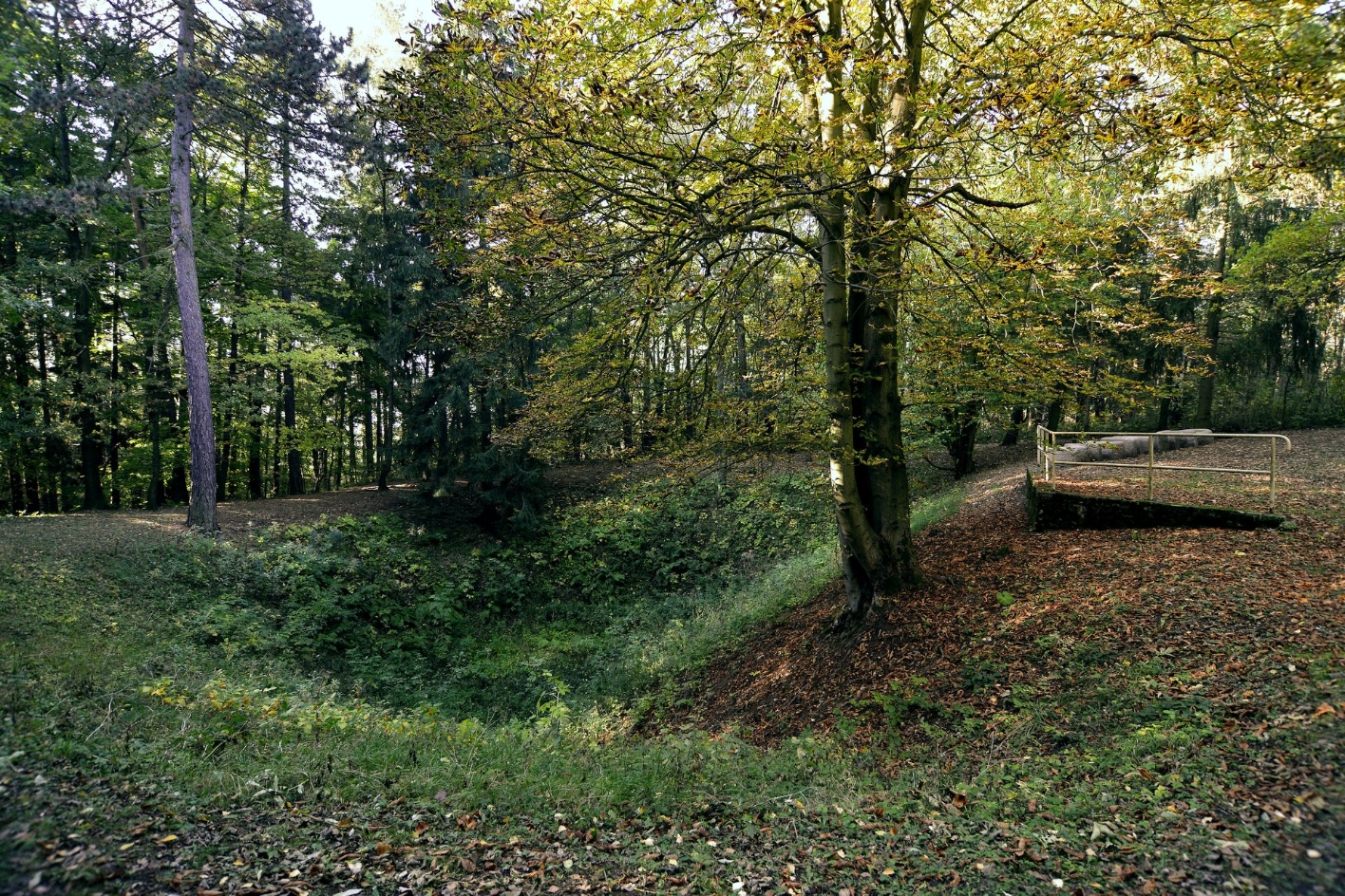 A green overgrown earthen funnel in the forest. On the left a slope leads up to a tree and plain railing