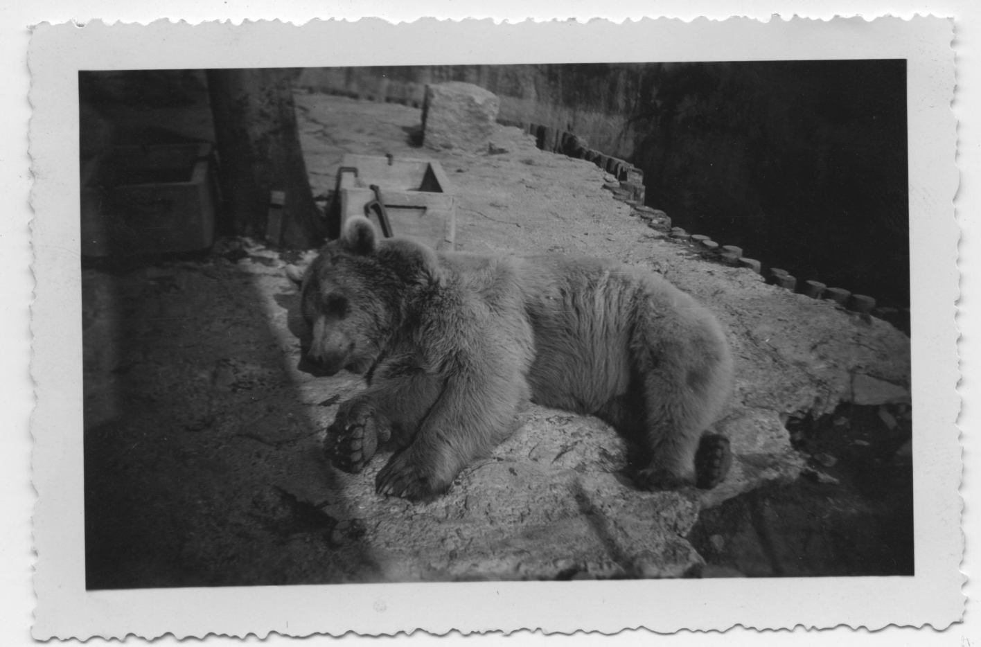 A bear lies on its side on a stone floor. 