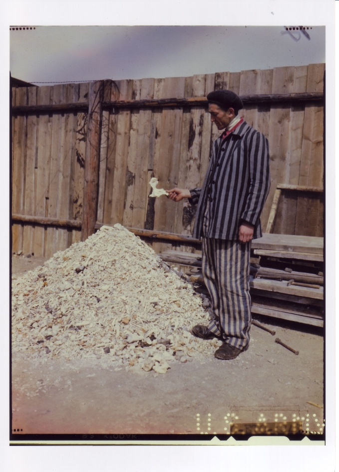 A prisoner of Buchenwald concentration camp holds a human bone while standing in front of a pile of bones shoveled from a crematorium.