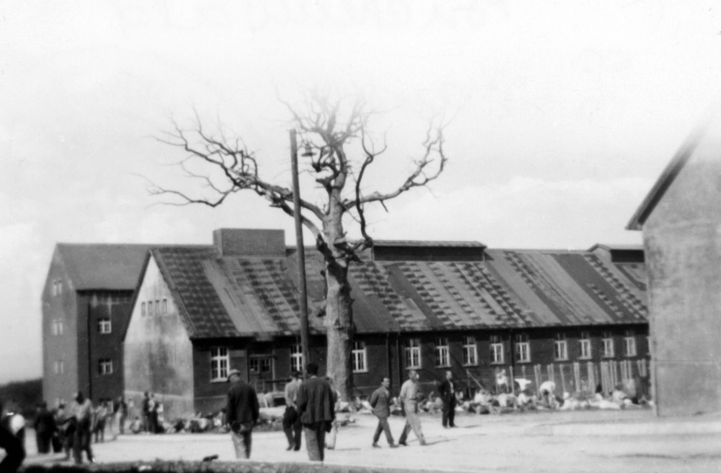 Prisoners walking on the camp road. View of the Goethe oak tree. In the background the laundry, behind it the chamber building. In the far right foreground the prisoners' kitchen building.