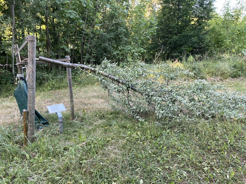 Das Foto zeigt einen jungen Baum, der in der Mitte durchgesägt wurde. Der abgesägte Stamm hängt noch am zur Abstützung errichteten Dreibock.