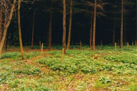 In Abständen von mehreren Metern dünne Baumstämme. Zwischen den Bäumen in größeren Abständen dünne Holzpfähle, die am oberen Ende eine rote Zahl tragen.