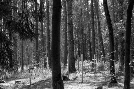 Mehrere silberne Stehlen, die zwischen Bäumen im Wald stehen