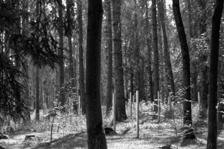 Several silver steals standing between trees in the forest