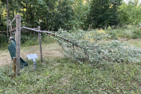 Das Foto zeigt einen jungen Baum, der in der Mitte durchgesägt wurde. Der abgesägte Stamm hängt noch am zur Abstützung errichteten Dreibock.