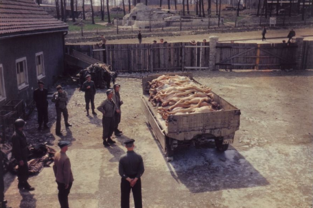 US soldiers and former prisoners in front of a truck trailer loaded with stacked naked corpses in the courtyard of the crematorium. In the background, the SS Zoological Garden.