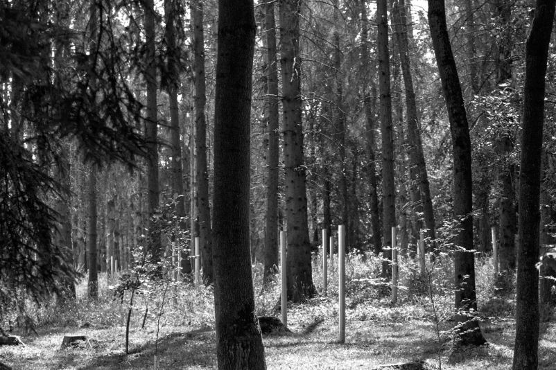 Several silver steals standing between trees in the forest